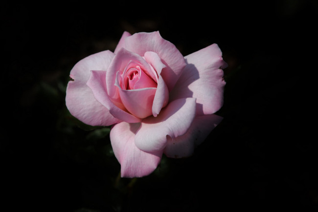Обои картинки фото цветы, розы, чёрный, фон, роза