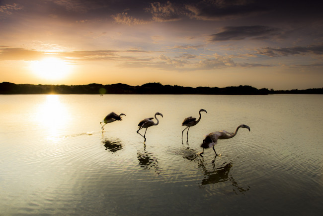 Обои картинки фото животные, фламинго, озеро, закат, птицы, вечер