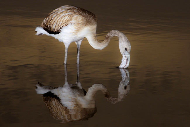 Обои картинки фото животные, фламинго, птица, вода, озеро