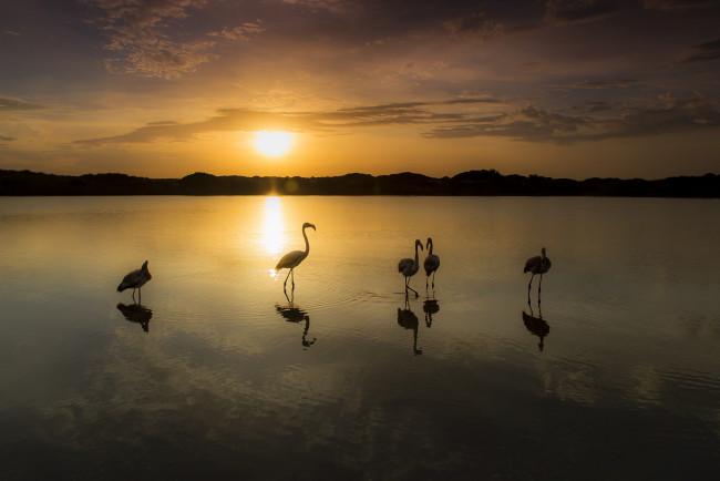 Обои картинки фото животные, фламинго, вечер, небо, озеро, закат