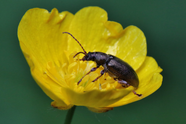 Обои картинки фото животные, насекомые, жук, жёлтый, фон, цветок