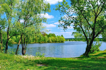 Картинка природа реки озера деревья трава зелень озеро лето одуванчики