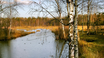 Картинка природа реки озера весна березки