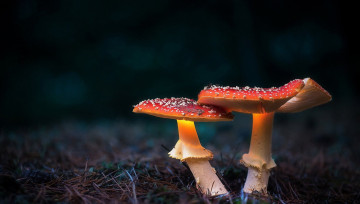 Картинка природа грибы лес