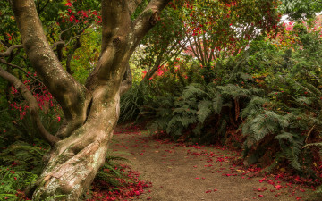 Картинка природа парк новая зеландия dunedin botanic gardens otago сад тропинка кусты деревья