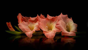 Картинка цветы гладиолусы отражение