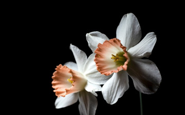 Картинка цветы нарциссы белый