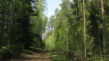 Картинка лесная+дорога природа дороги лес дорога весна май карелия деревья берёза ель