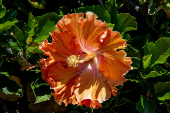 Картинка цветы гибискусы оранжевый гибискус макро