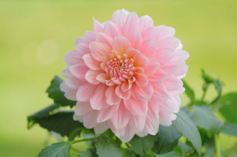Картинка цветы георгины розовый георгин макро
