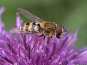Картинка трутень животные пчелы осы шмели