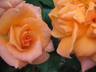 Картинка цветы розы персиковая нежная
