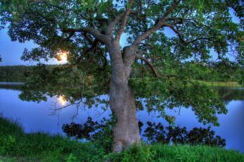 Картинка природа деревья озеро солнце закат дерево