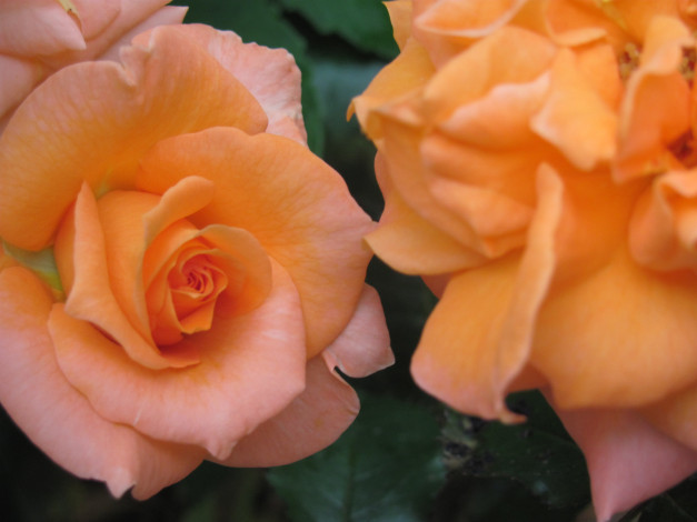 Обои картинки фото цветы, розы, персиковая, нежная