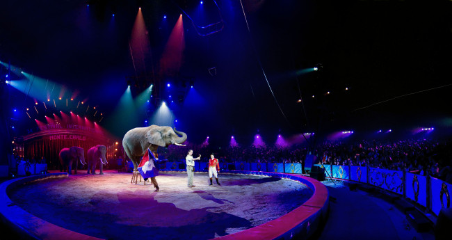 Обои картинки фото животные, слоны, цирк