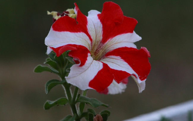 Обои картинки фото цветы, петунии, калибрахоа, красный, белый