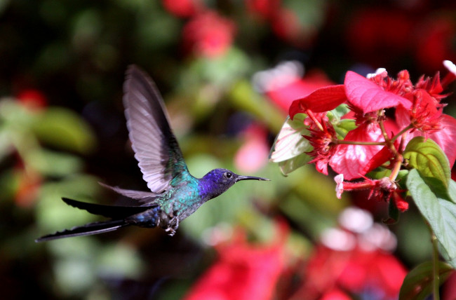 Обои картинки фото животные, колибри, полет, крылья, цветы