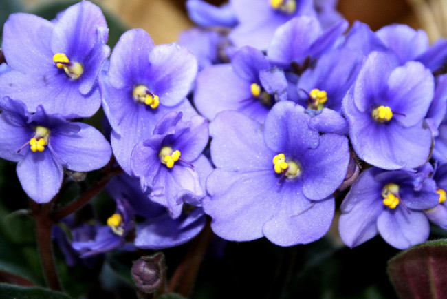 Обои картинки фото фиалки, цветы, фиалка, фиолетовый