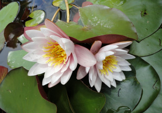 Картинка цветы лилии водяные нимфеи кувшинки лепестки вода