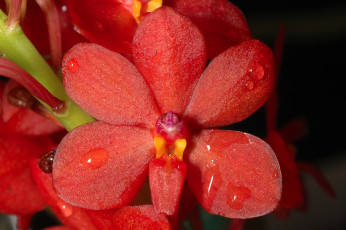 Картинка цветы орхидеи лепестки экзотика