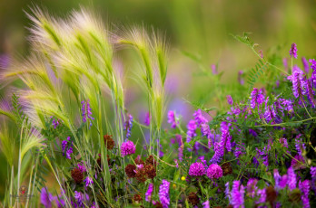 Картинка цветы луговые полевые горошек луг клевер