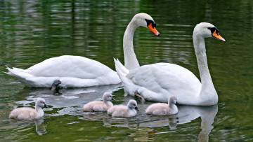 Картинка swan family животные лебеди пара с птенцами семья