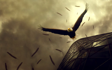 Картинка животные птицы хищники орел