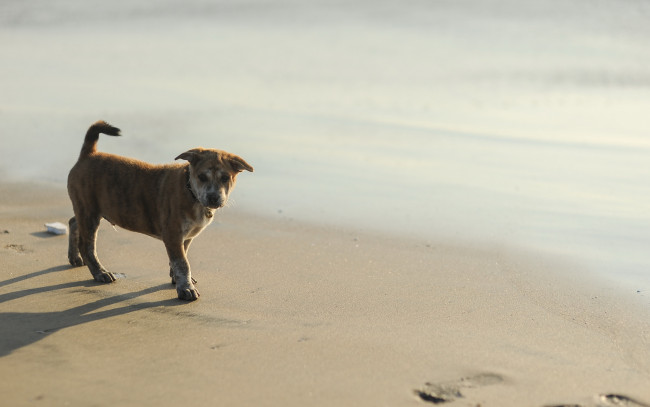 Обои картинки фото животные, собаки, пляж, щенок