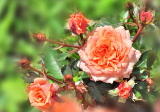 Картинка цветы розы персик