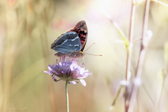 Картинка животные бабочки цветок макро нежность крылышки