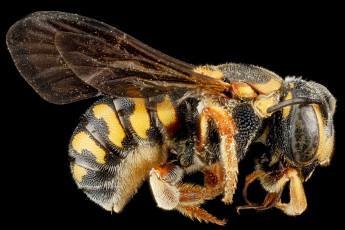 обоя животные, пчелы,  осы,  шмели, макросъемка, насекомое