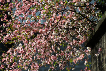 Картинка цветы сакура +вишня вишня дерево ветки цветение весна