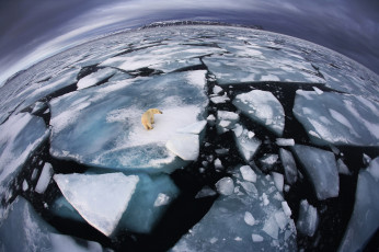 Картинка животные медведи белый медведь ледник холод мороз океан зима одиночесто