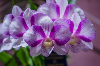 Картинка цветы орхидеи лепестки сиреневый нежный макро