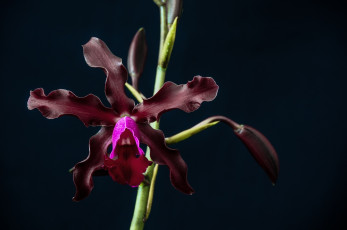 Картинка цветы орхидеи макро лепестки темный