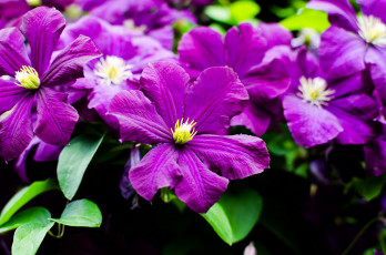 Картинка цветы клематис+ ломонос фиолет