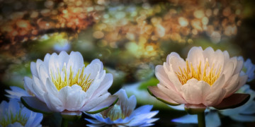 Картинка разное компьютерный+дизайн водяные лилии цветы 3d
