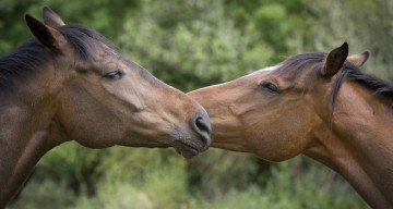 Картинка животные лошади любовь пара морда профиль дружба кони ласка
