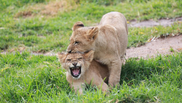 Картинка животные львы клыки детеныши пара котята пасть игра драка львята