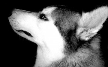 Картинка животные собаки черно-белая голова собака лайка профиль улыбка
