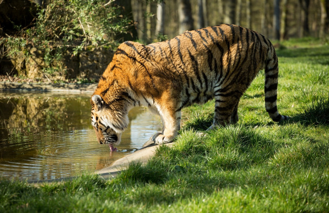 Обои картинки фото животные, тигры, водопой, полоски, профиль, кошка