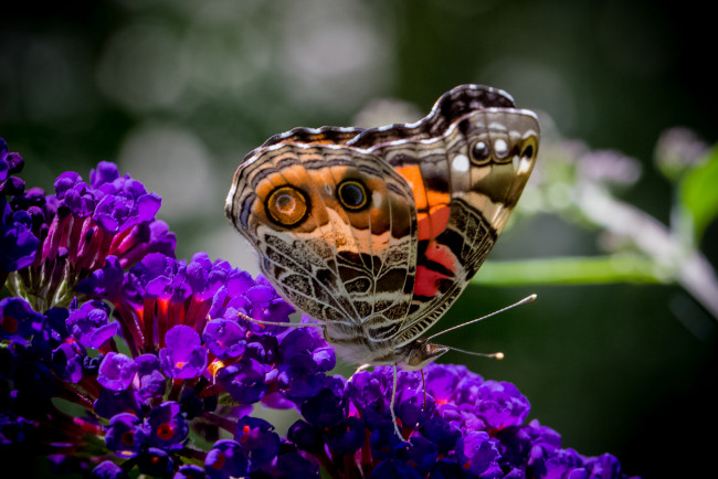Обои картинки фото животные, бабочки, крылья, будлея