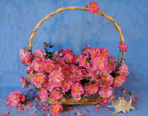 обоя цветы, шиповник, ракушка, розовый, корзина