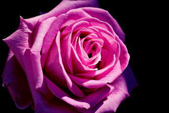 Картинка цветы розы розовая лепестки роза чёрный фон макро