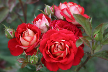 Картинка цветы розы бутоны лепестки макро
