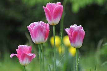 Картинка цветы тюльпаны луг сад весна лепестки