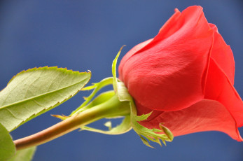 Картинка цветы розы макро роза лепестки бутон