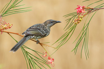 Картинка little+wattlebird животные птицы птичка