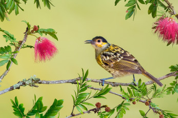 Картинка macleay`s+honeyeater животные птицы птичка