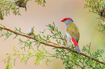 Картинка red-browed+finch животные птицы птичка